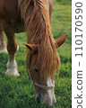 A brown horse 110170590