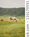 leisurely horse 110170591