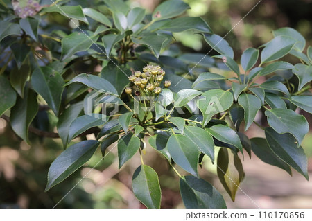 天然植物Yamaguruma，初秋未成熟的果實。樹枝頂端被輪生的葉子包圍 110170856