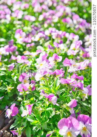purple flower garden 110170857