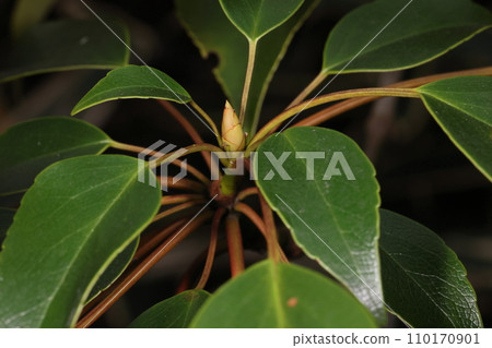 天然植物 Yamaguruma,有光澤的葉子和冬芽。據說從這種樹的樹皮中可以得到高品質的“鳥麻糬”。 天然植物 Yamaguruma,有光澤的葉子和冬芽。據說從這種樹的樹皮中可以得到高品質的“鳥麻糬”。 110170901