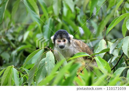 Bolivian squirrel monkey peeking out from the leaves Bolivian squirrel monkey peeking out from the leaves 110171039