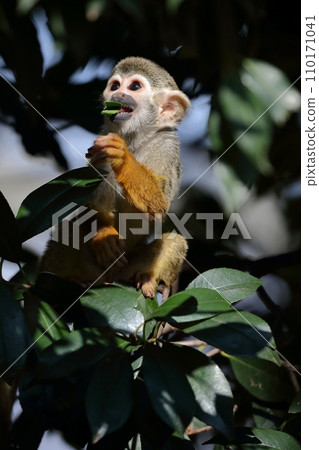 Common squirrel monkey looking up with a leaf in its mouth Common squirrel monkey looking up with a leaf in its mouth 110171041
