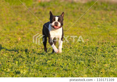 Mighty, a cute Boston terrier, happily runs through a dog run in the field ♡ Mighty, a cute Boston terrier, happily runs through a dog run in the field ♡ 110171109
