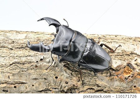 Sumatra Hawthora 110171726