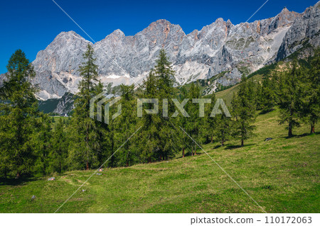 Alpine scenery with high mountains and green larch forest, Austria 110172063