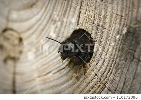 Close-up on a female European mason orchard solitary bee, Osmia cornuta, peaking out of her nest Close-up on a female European mason orchard solitary bee, Osmia cornuta, peaking out of her nest 110172096