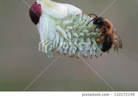 Closeup on a male bicolored mining bee, Andrena bicolor, sitting on a female Goat willow catkin flower 110172149
