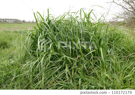 Closeup on fresh Tall Fescue grasses, Schedonorus arundinaceus, in the field Closeup on fresh Tall Fescue grasses, Schedonorus arundinaceus, in the field 110172179