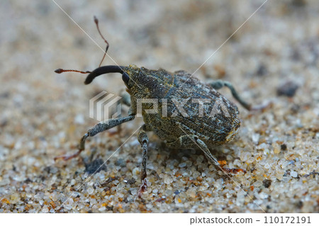 Closeup on a smal European weevil monophagous nettle beetle, Parethelcus pollinarius sitting on ground 110172191
