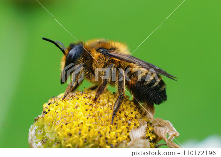 Close up of the female of Willughby's leaf-cutter bee, Megachile willughbiella on yellow Tansy flower 110172196