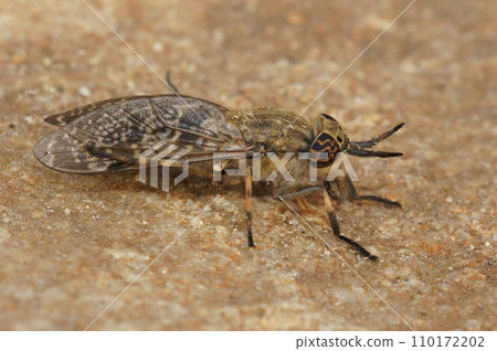 Closeup on a European horse or cleg fly, italica sitting on stone 110172202