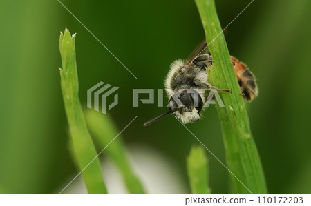 Closeup on a typical white snouted male Red girdled mining bee, Andrena labiata, hanging on a straw of grass 110172203