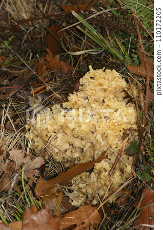 Vertical Close up on a pale colored cauliflower fungus, Sparassis crispa, growing in a forest Vertical Close up on a pale colored cauliflower fungus, Sparassis crispa, growing in a forest 110172205