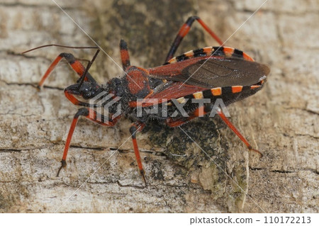 Closeup on a Mediterranean red assassin bug, Rhynocoris iracundus, sitting on wood Closeup on a Mediterranean red assassin bug, Rhynocoris iracundus, sitting on wood 110172213