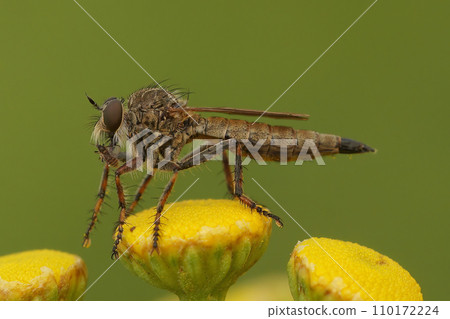 Closeup on the downland robberfly, Machimus cingulatus, sitting on a yellow Tansy flower , Tanacetum vulgare 110172224