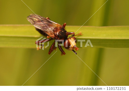 Closeup on a brown thick Furruginous Bee-grabber Fly, Sicus ferrugineus, sitting on vegetation 110172231