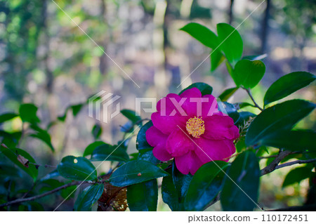 Winter flower, Sasanqua. The language of flowers that bloom quietly and gracefully in the cold is ``overcoming difficulties'' and ``dedicated love.'' 110172451