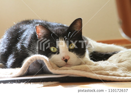 Cat locking on 110172637