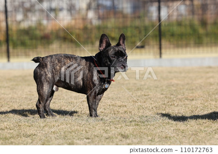 A French bulldog having fun with his friends at a dog run in the warm sunshine 110172763
