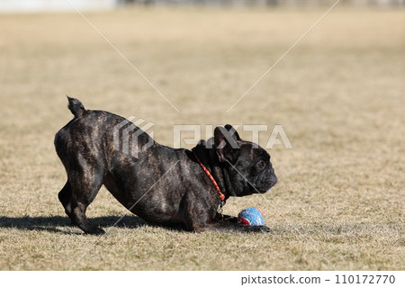 A French bulldog having fun with his friends at a dog run in the warm sunshine A French bulldog having fun with his friends at a dog run in the warm sunshine 110172770