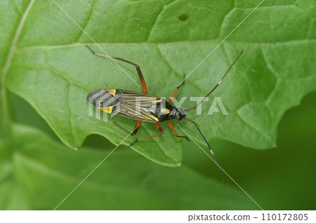 Closeup on the colorful Fine Streaked Bugkin plant bug, Miris striatus sitting on a green leaf Closeup on the colorful Fine Streaked Bugkin plant bug, Miris striatus sitting on a green leaf 110172805