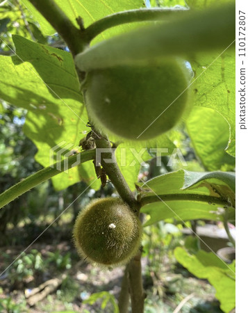Raw fruit of of Solanum ferox or Solanum stramonifolium and name of Hairy-fruited eggplant on tree Raw fruit of of Solanum ferox or Solanum stramonifolium and name of Hairy-fruited eggplant on tree 110172807