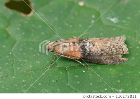 Closeup on a small Willow Knot-horn moth, Sciota adelphella sitting on a green leaf 110172811