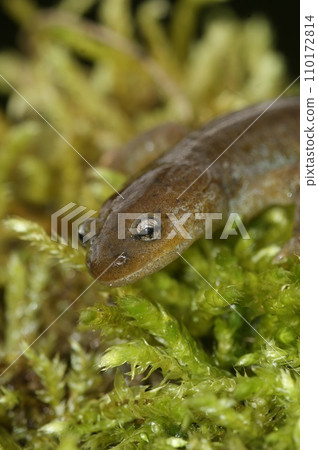 Vertical closeup on the critically endangered Oita salamander, Hynobius dunni 110172814