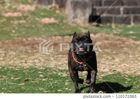 A French bulldog having fun with his friends at a dog run under the warm sunshine ☆ Cheerful spring 110172865