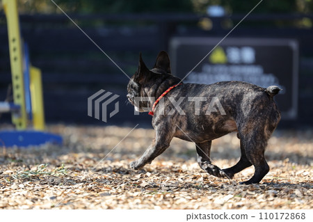 A French bulldog having fun with his friends at a dog run under the warm sunshine ☆ Cheerful spring A French bulldog having fun with his friends at a dog run under the warm sunshine ☆ Cheerful spring 110172868