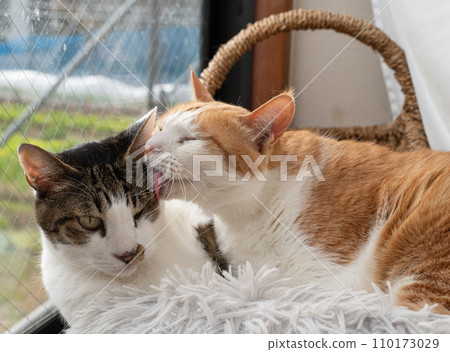 Two cats relaxing by the window 110173029
