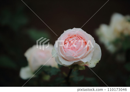 荒尾市少女公民花壇玫瑰花, 荒尾市少女公民花壇玫瑰花, 110173046