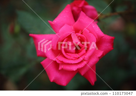 Arao City Ominous Citizen Flower Bed Rose Flower, Arao City Ominous Citizen Flower Bed Rose Flower, 110173047