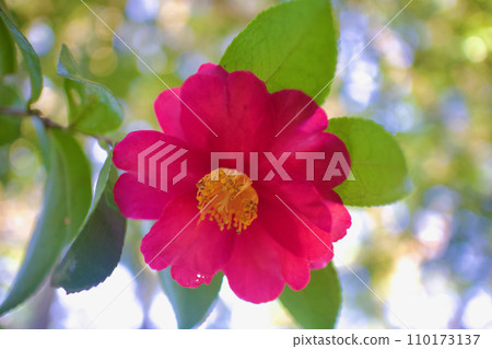 冬花,茶梅。花語是“專一的愛”,在透過樹林的陽光下閃閃發光 冬花,茶梅。花語是“專一的愛”,在透過樹林的陽光下閃閃發光 110173137