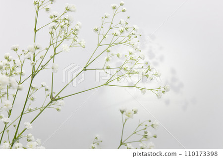 白色背景上的白色滿天星花 110173398