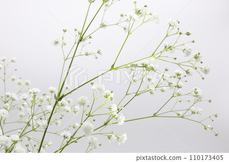 白色背景上的白色滿天星花 白色背景上的白色滿天星花 110173405