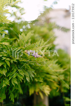 Purple buds of wisteria among the dense green foliage on a tree in the garden Purple buds of wisteria among the dense green foliage on a tree in the garden 110173912