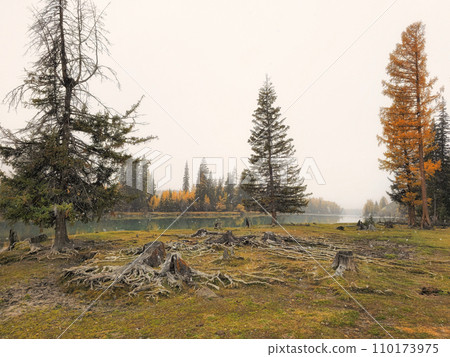 Intertwined roots of two old trees in the Altai fall forest. 110173975