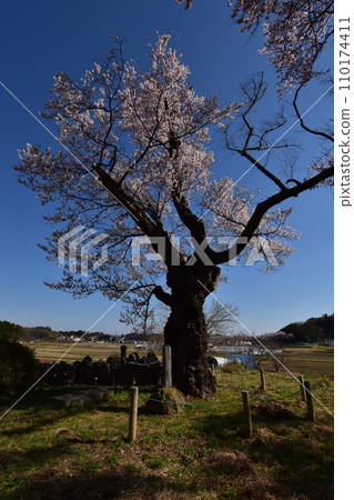 Japan, Tohoku, Fukushima, Nihonmatsu cherry blossom viewing Japan, Tohoku, Fukushima, Nihonmatsu cherry blossom viewing 110174411