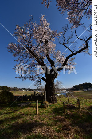 Japan, Tohoku, Fukushima, Nihonmatsu cherry blossom viewing Japan, Tohoku, Fukushima, Nihonmatsu cherry blossom viewing 110174412