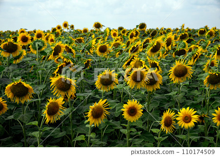 A breathtaking scene unfolds in this image, with a sunflower field spreading under the vivid blue sky, the radiant yellow petals adding a burst of color to the agricultural landscape on a sunny day. 110174509