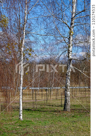 Birches near the alley with the names of abandoned villages in the Chernobyl nuclear disaster zone. Birches near the alley with the names of abandoned villages in the Chernobyl nuclear disaster zone. 110174535