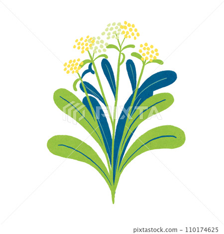 Illustration of spring seven herbs Gogyo Illustration of spring seven herbs Gogyo 110174625