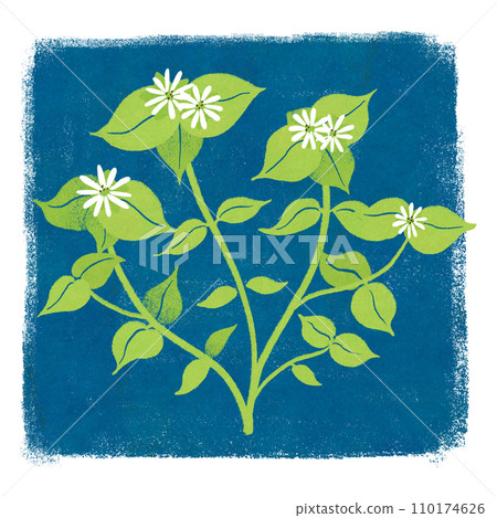 Illustration of spring chickweed 110174626
