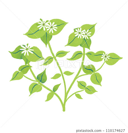Illustration of spring chickweed Illustration of spring chickweed 110174627