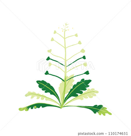 Illustration of spring seven herbs shepherdess 110174631