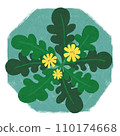 Illustration of spring chickweed 110174668