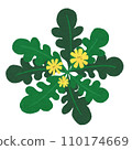 Illustration of spring chickweed 110174669