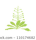 Illustration of spring seven herbs shepherdess 110174682